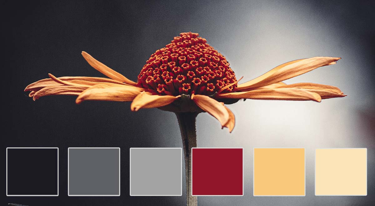 For a more dramatic effect, this palette combines deep burgundy, slate gray, and mustard yellow. It’s perfect for brands looking to convey sophistication and depth—ideal for luxury goods, law firms, or high-end restaurants.
