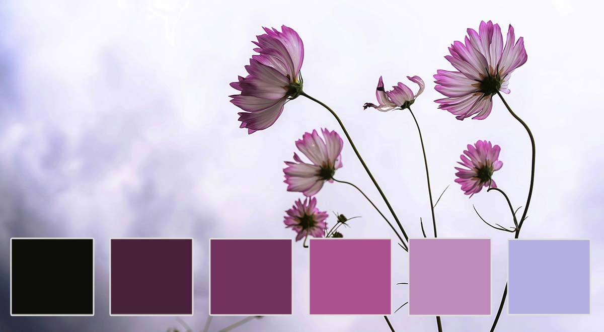 This palette of soft pinks, lavenders, and deep purples brings a touch of elegance and femininity to any space. It’s an ideal choice for beauty brands, fashion boutiques, or any business wanting to appeal to a sophisticated, style-conscious audience. 